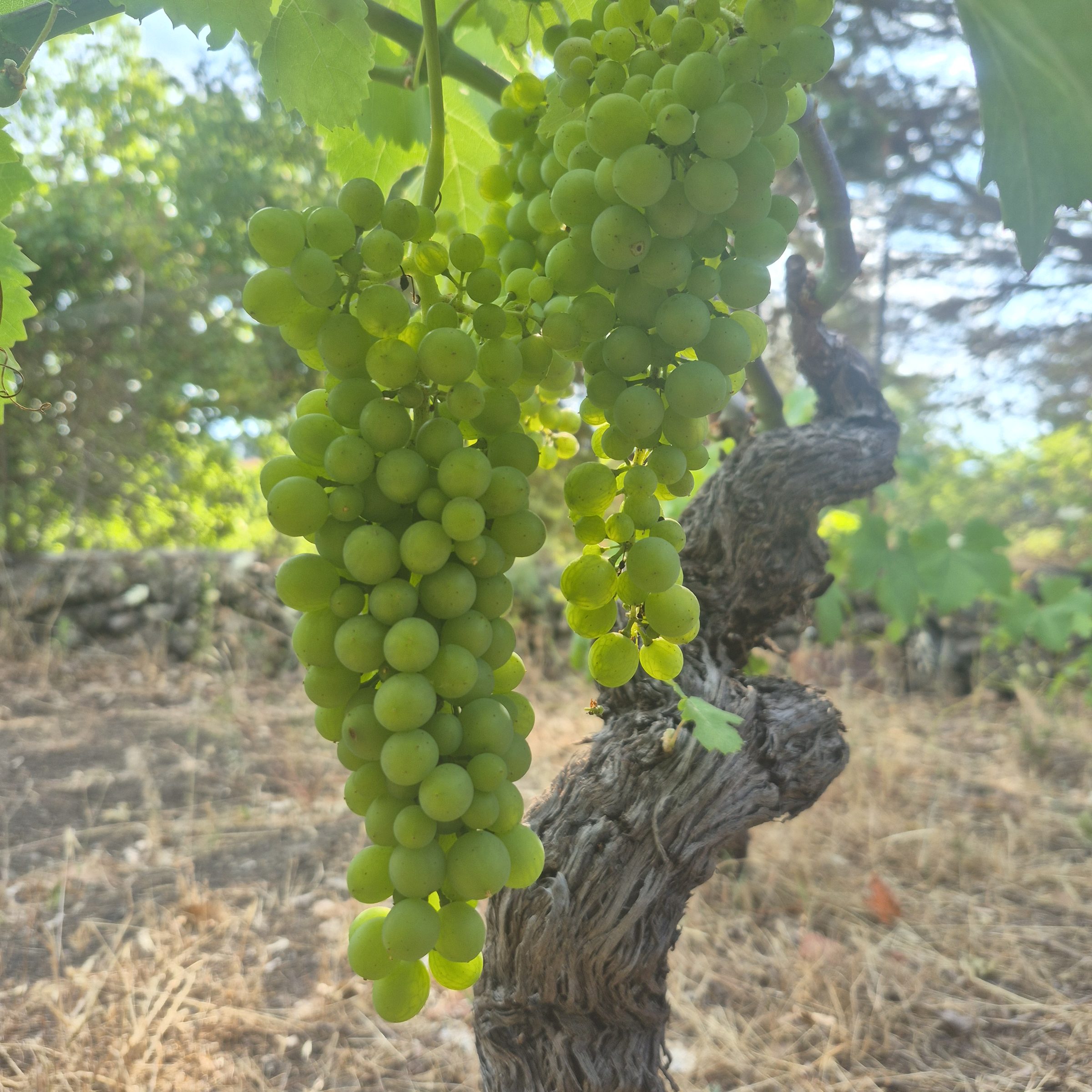 Grape bunches hanging from a gnarled old vine trunk