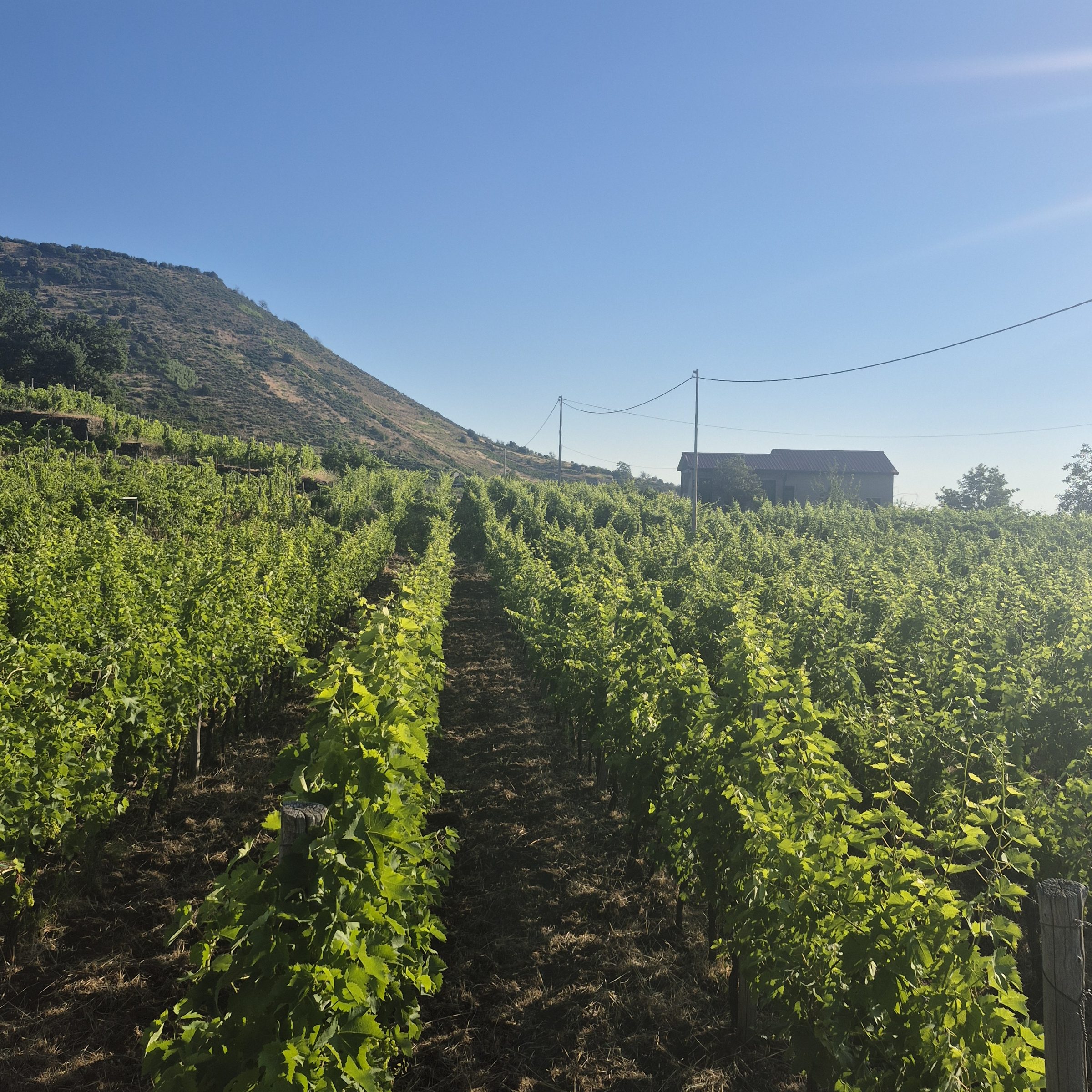 Vineyard rows climbing the volcanic hillside of Etna's south-eastern side