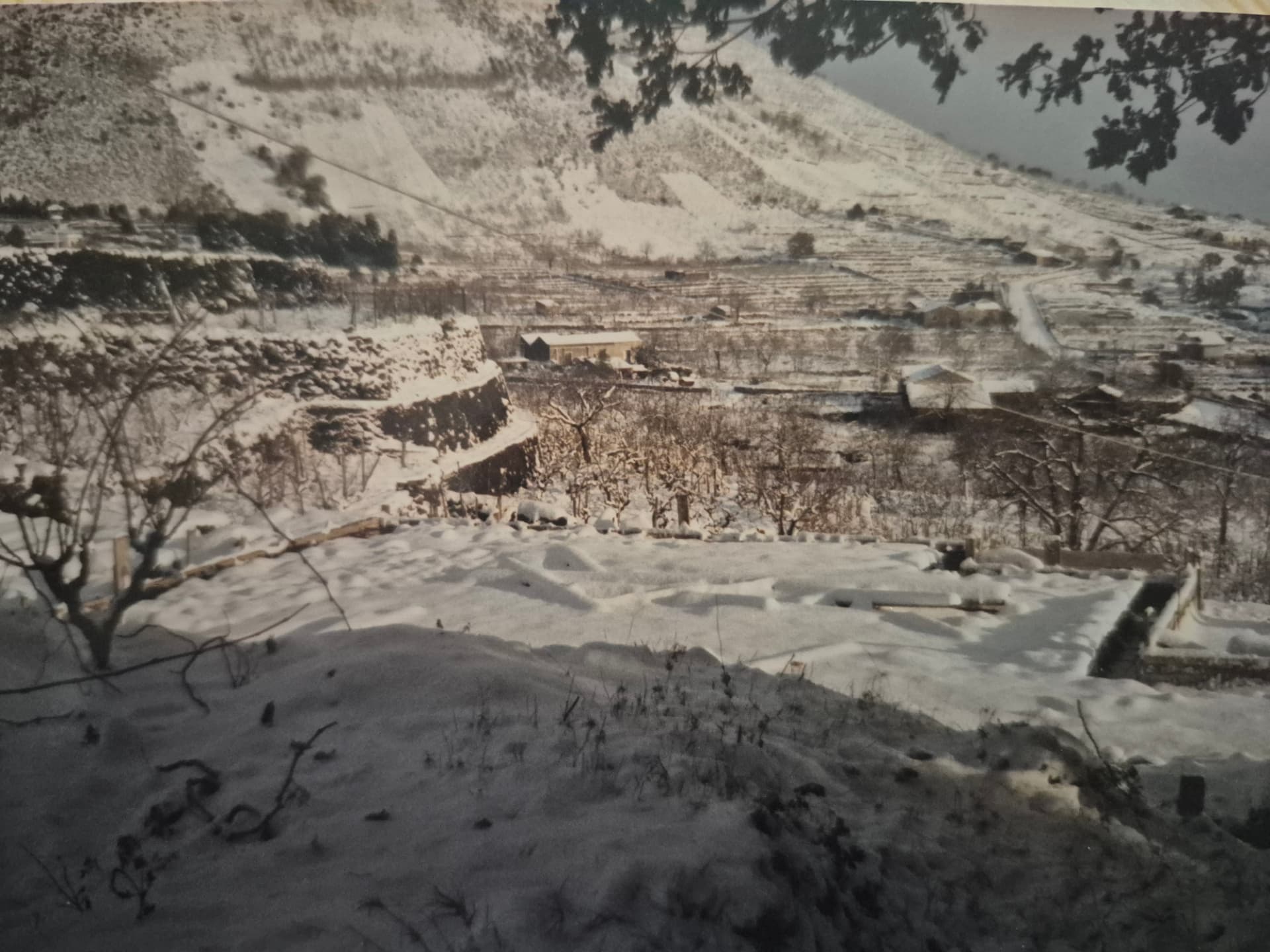 Archival photograph of the snow-covered family vineyard in Trecastagni