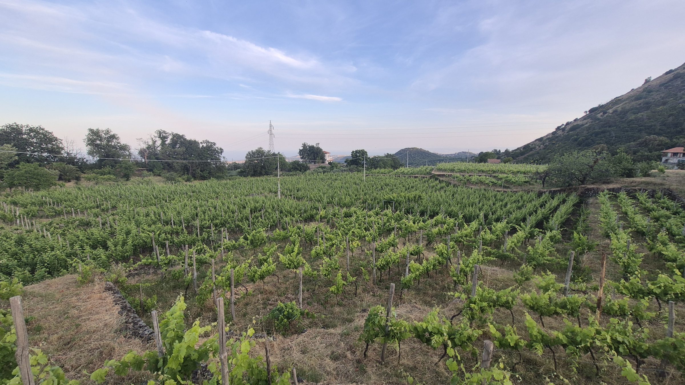 Evening light over the high-altitude vineyards of Trecastagni
