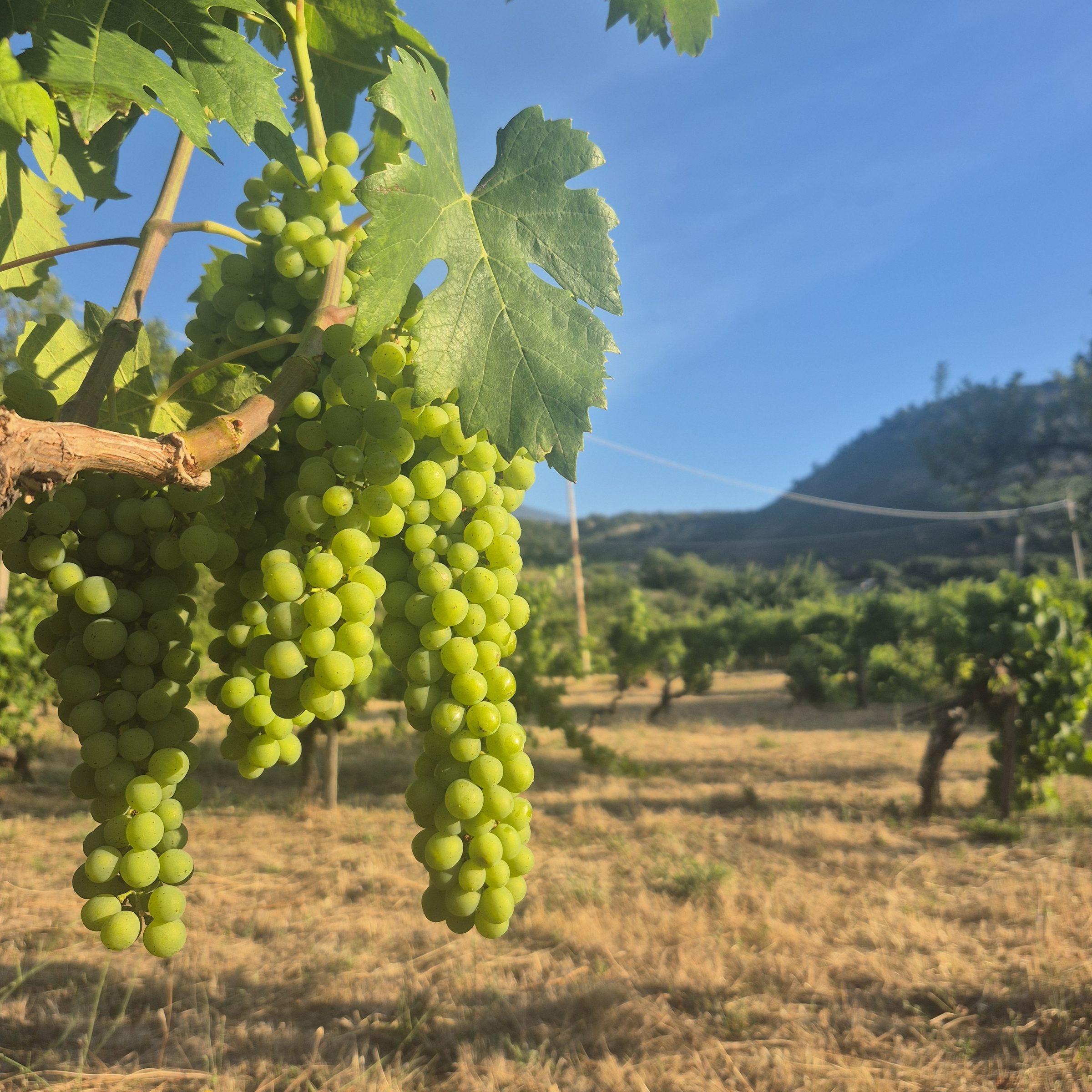 Ripening white grape cluster on an old vine