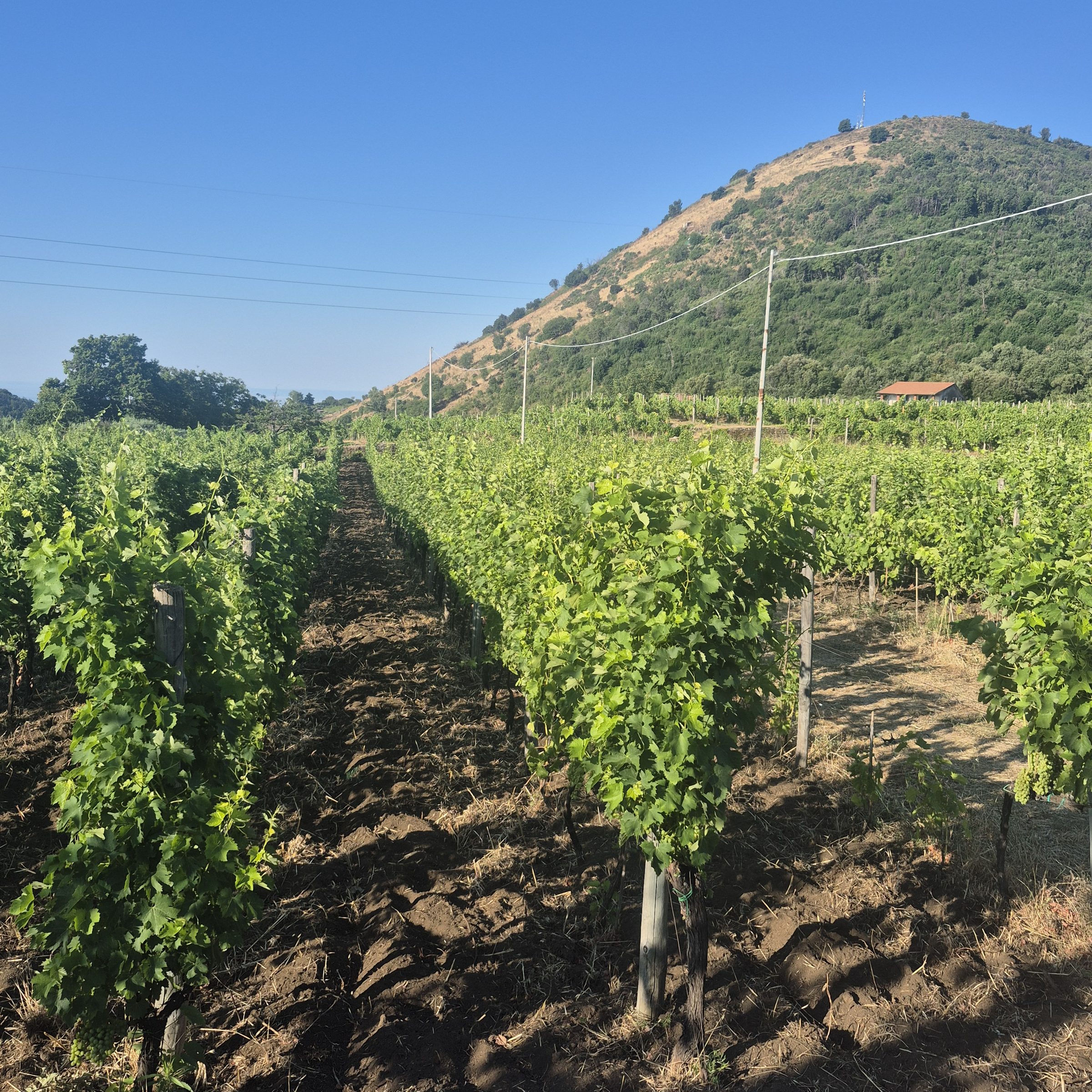 Vineyard rows running towards an extinct crater above Trecastagni