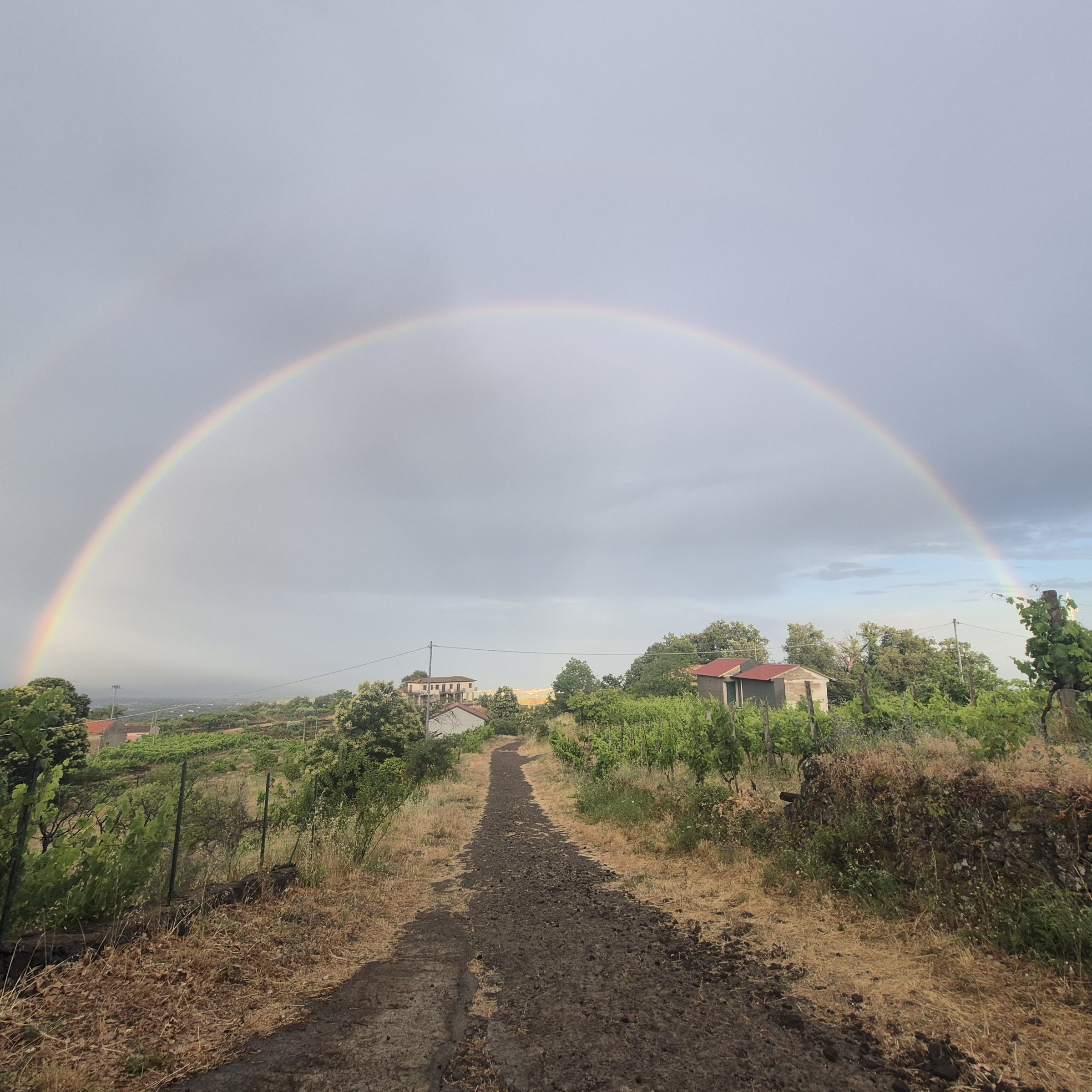 Rainbow over the dirt track leading into the vineyard