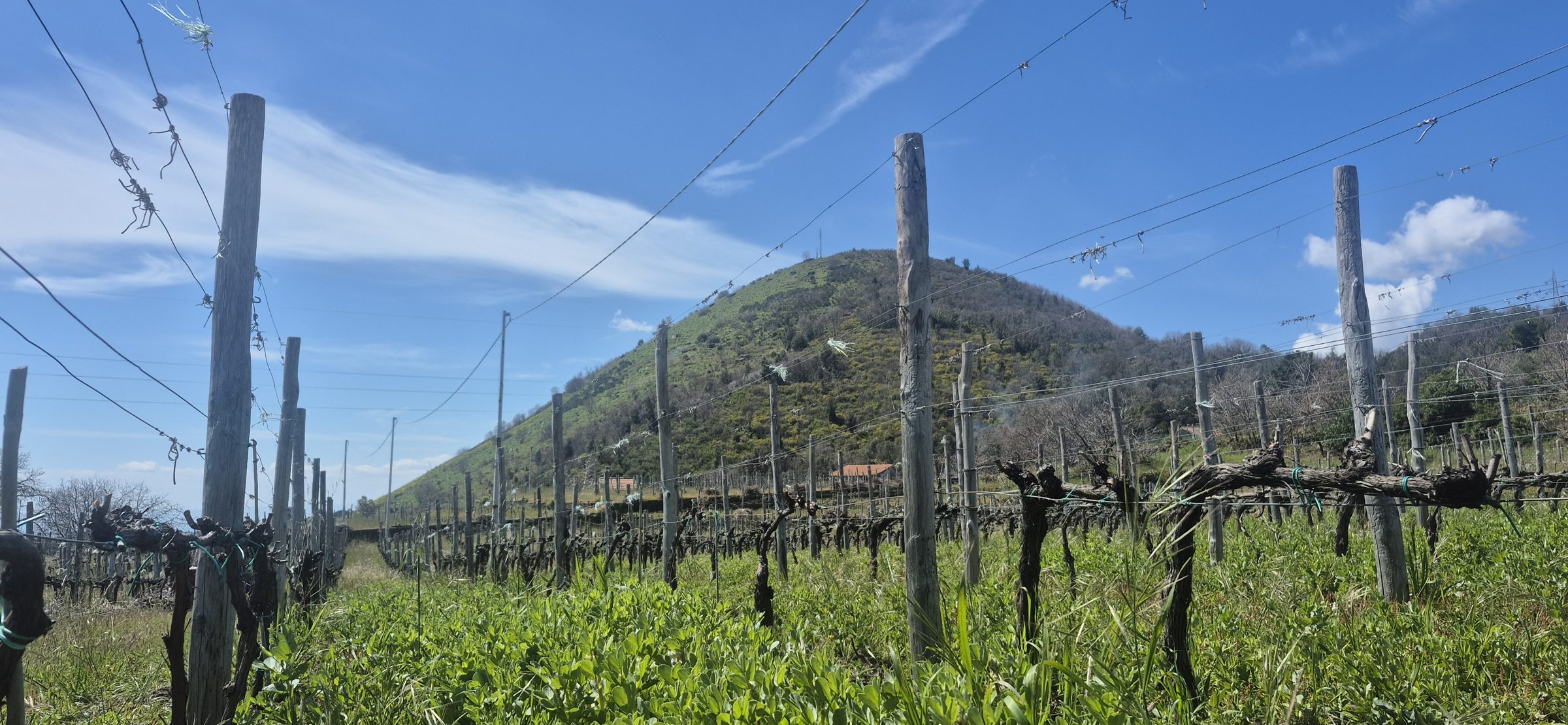 The vineyard below an extinct volcanic cone between Monte Ilice and Monte Gorna