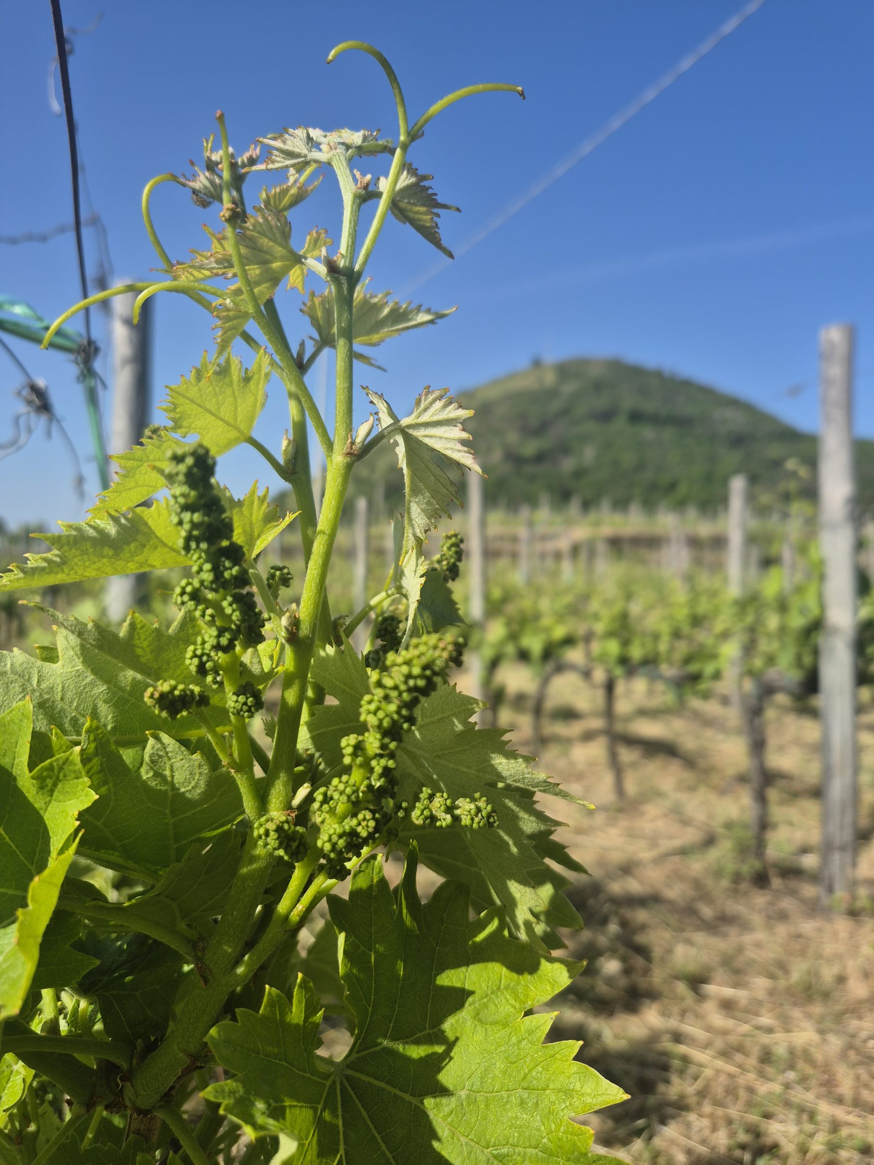 New spring shoots on a vine in the Etna vineyard