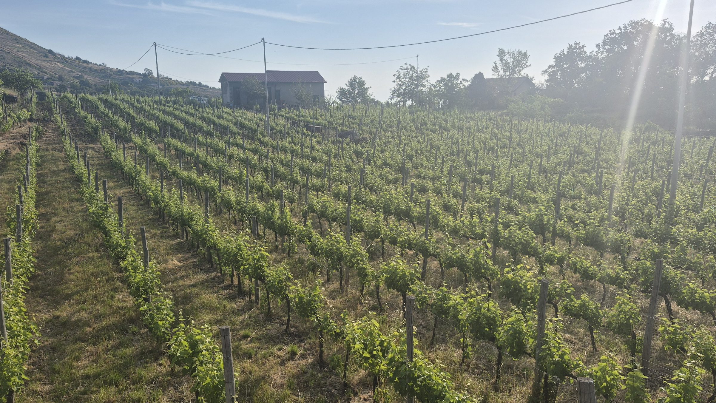 Rows of vines at sunrise in the Salto del Corvo vineyards on Mount Etna
