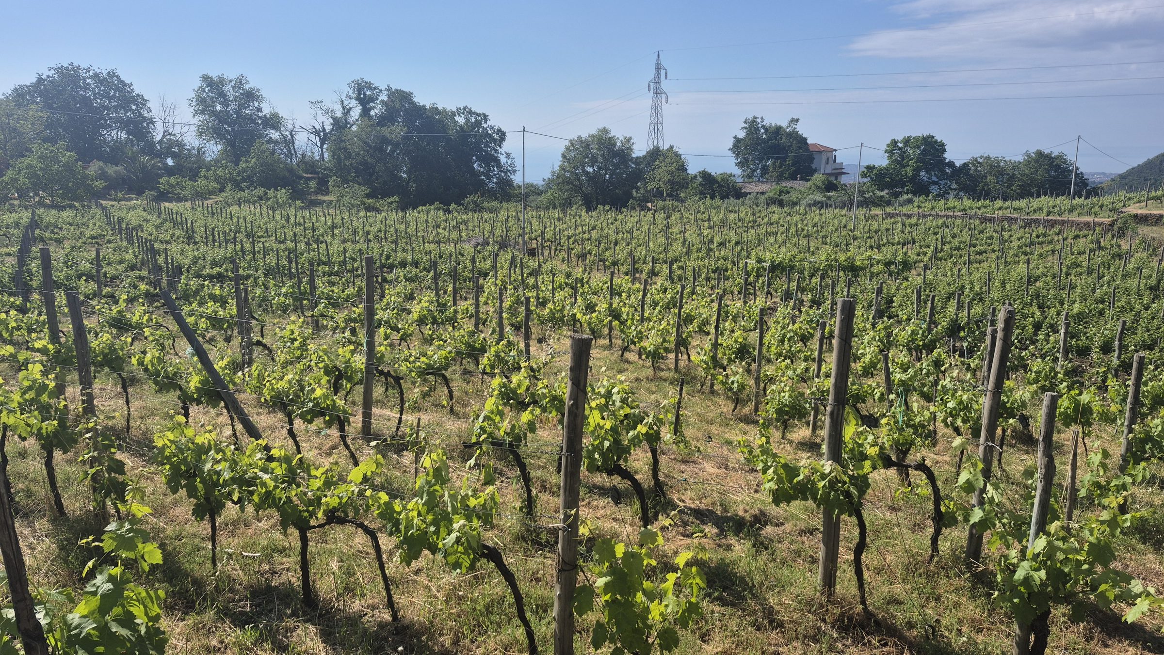 Trained vines in full summer canopy on volcanic soil