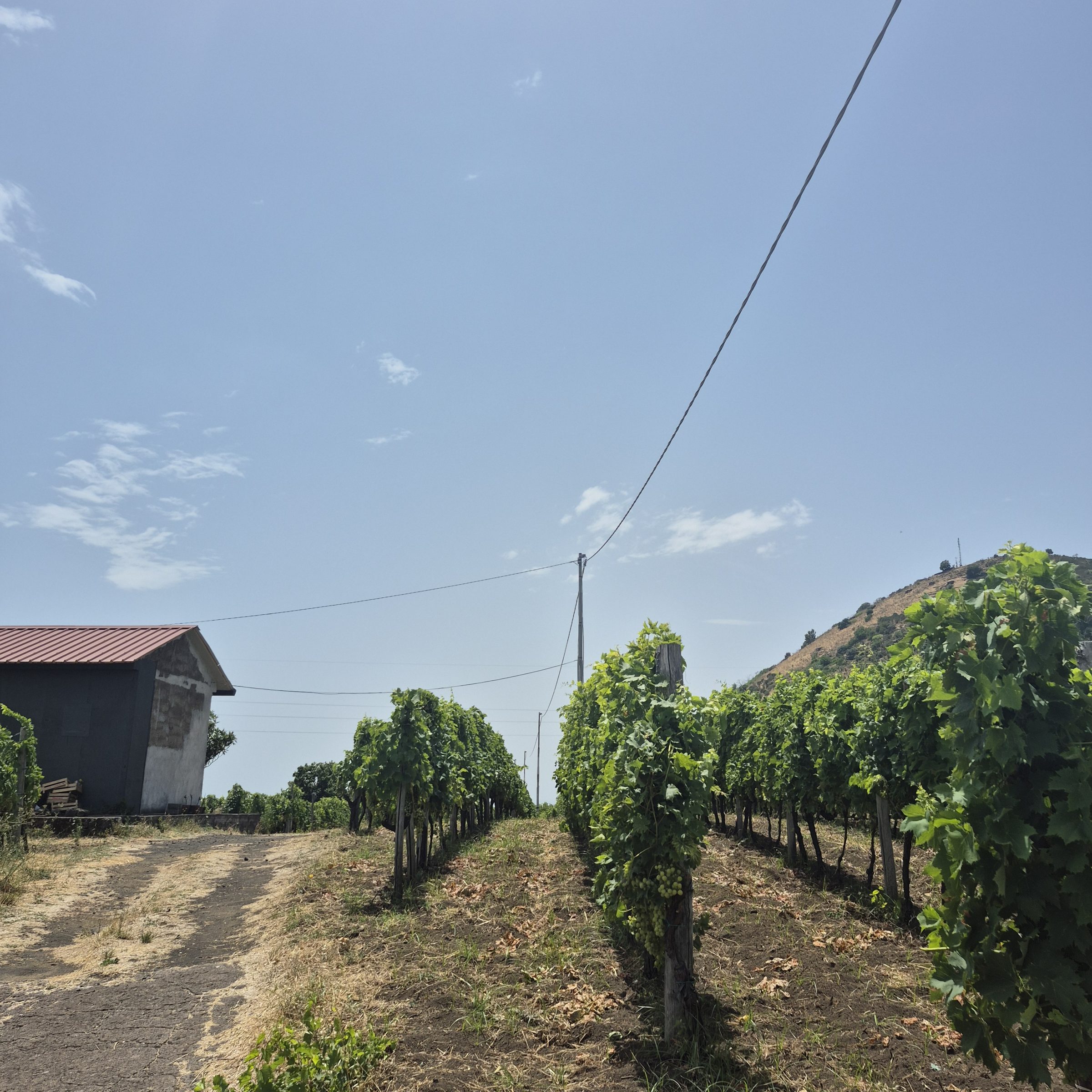 Stone farm building at the edge of the vineyard rows