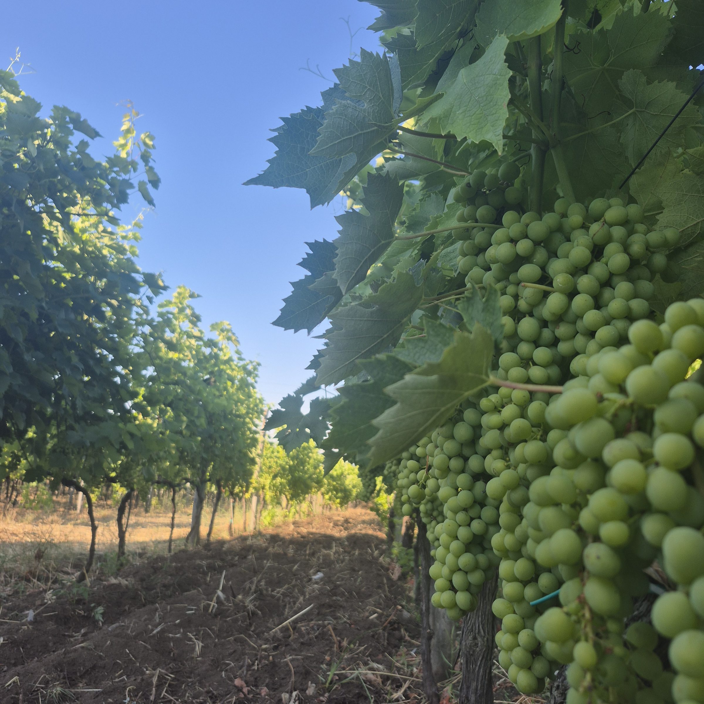 Grape clusters hanging under the vine canopy in our vineyard
